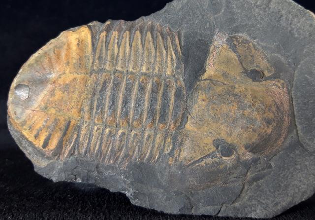 Hoekaspis megacantha (LEANZA 1941) - Bild &copy; FossNet FossilienStore